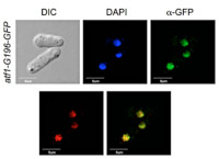 EGFP, S65T-GFP, RS-GFP, YFP| Green Fluorescence Protein and its variants in the group Tag Antibodies / GFP/YFP/RFP/CFP at Agrisera AB (Antibodies for research) (AS20 4512)